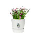 greenville round 20cm white